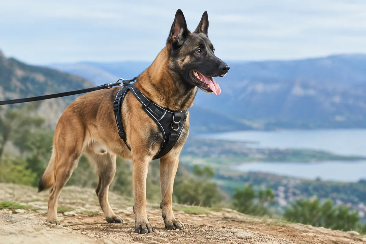 Comment choisir un harnais anti-traction pour un chien puissant