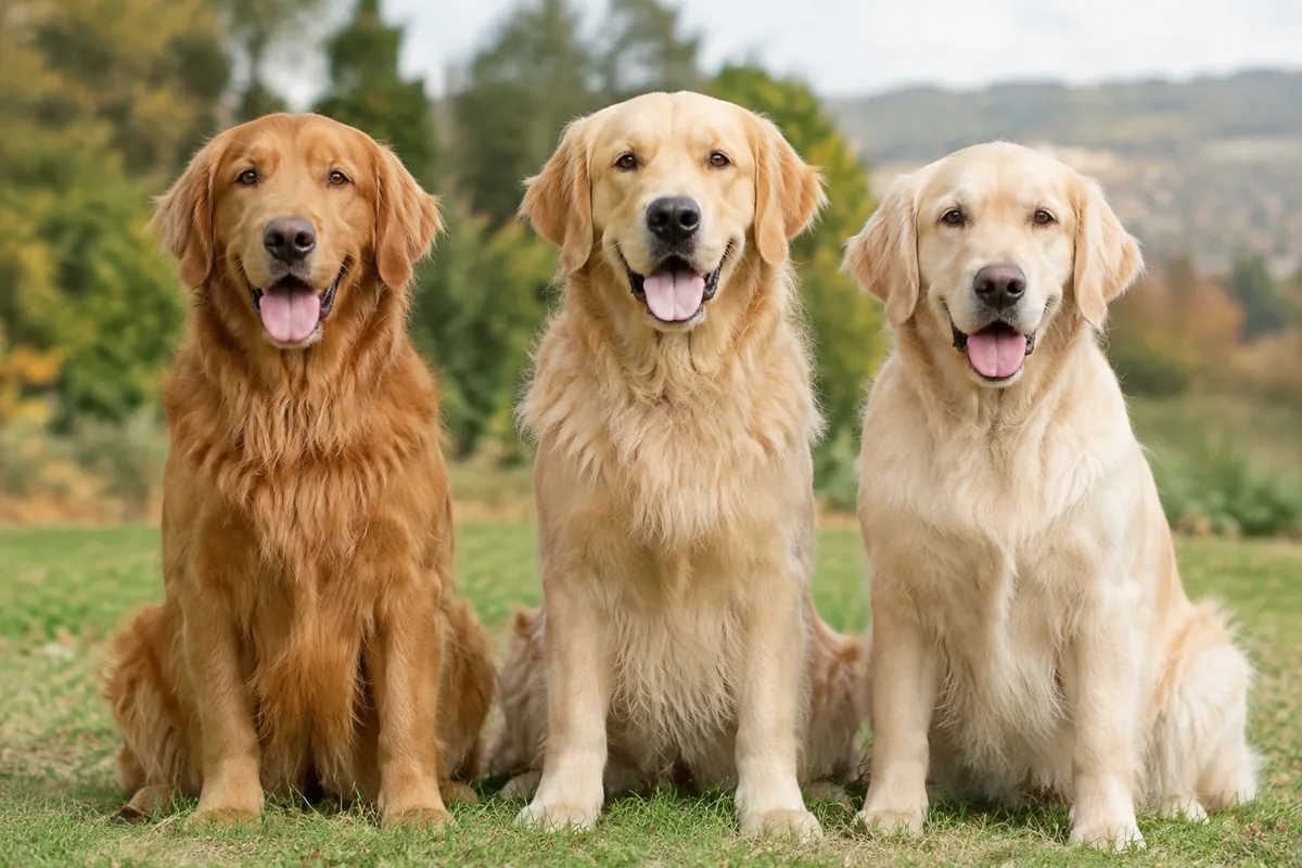 Comment choisir la couleur d’un golden retriever avant l’adoption